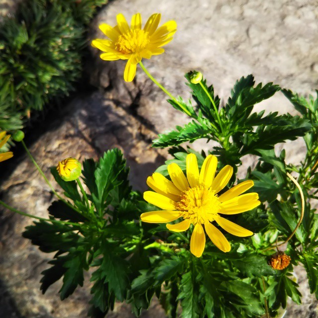 ユーリオプス デージー10 5cmポット苗 Hanazukin 花ずきん 農家直送の花苗 シンビジュームの花束