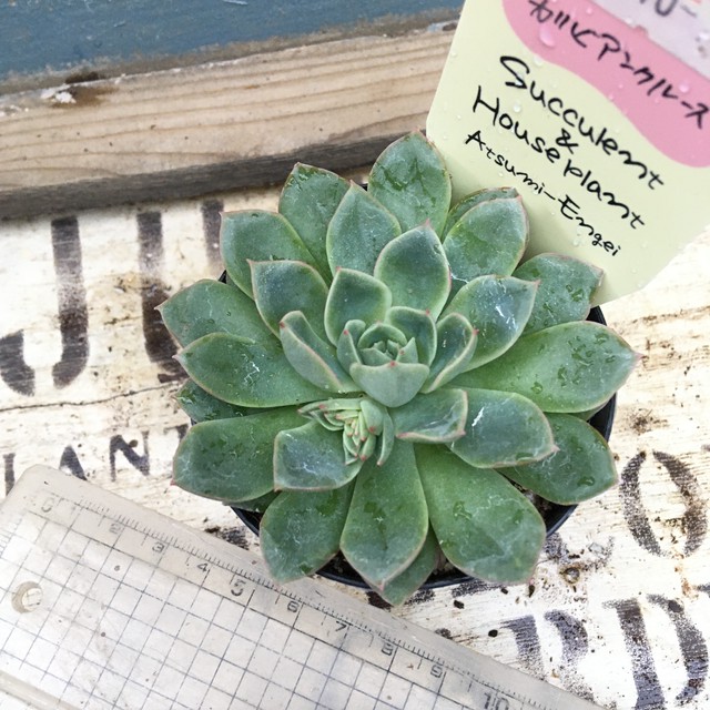 カリビアンクルーズ Rupo 多肉植物専門店