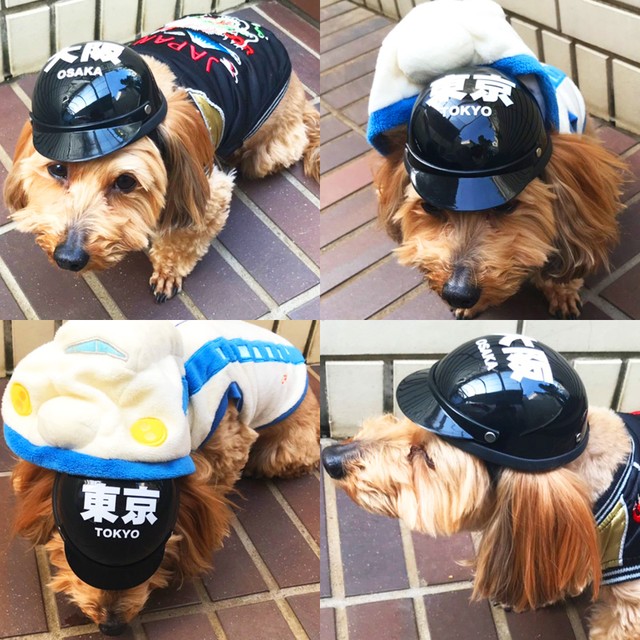 ペットヘルメット ご当地シリーズ 東京 大阪 ドッグ キャット ペットアクセサリー ペットグッズ 小型犬用 帽子 ミニヘルメット ヘルメット ペット用品 犬 猫 Hel230 けもの屋