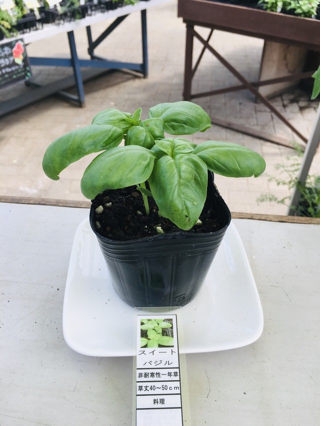 スイートバジル 苗 ナチュラルマルシェ ソヨソヨ