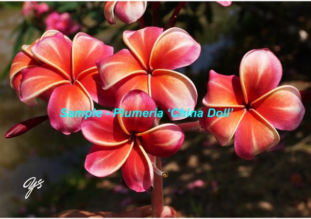 世界の名花post Card クキアット博士のプルメリア Vol 1 情熱の色のプルメリア 6枚セット Hawaiian Gardeners Market