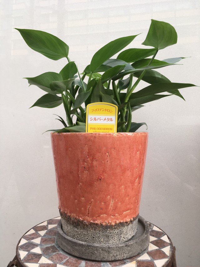 フィロデンドロン シルバーメタル 陶器の鉢 オレンジ 付き Flowershop Kaliang