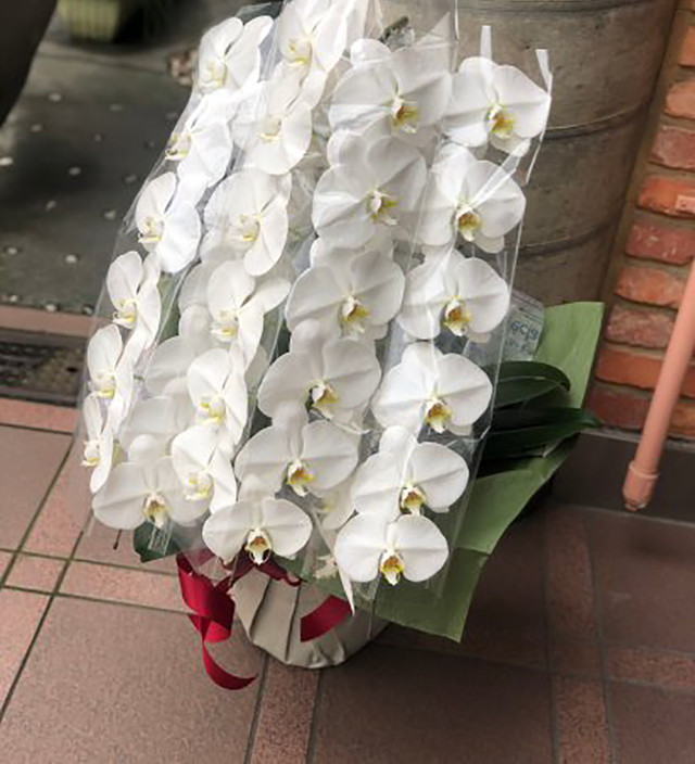 胡蝶蘭 15 000 松山 花 花束 開店祝いを送る通販サイト 花屋grin