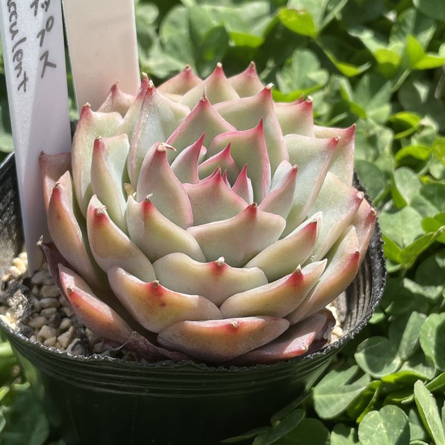 Mrs Succulent ミセス サキュレント