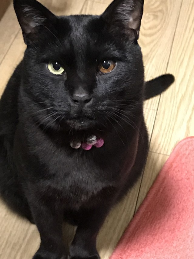 動物の気持ちチャネリングメッセージ60分 幸せになるenergypointamoru