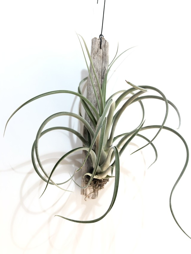 T パウシフォリアxストレプトフィラ Tillandsia Paucifolia X Streptophylla クルール Couleur