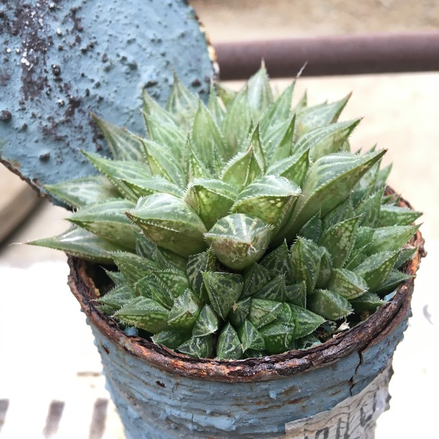 ハオルチア リメ缶 鉢入り Rupo 多肉植物専門店