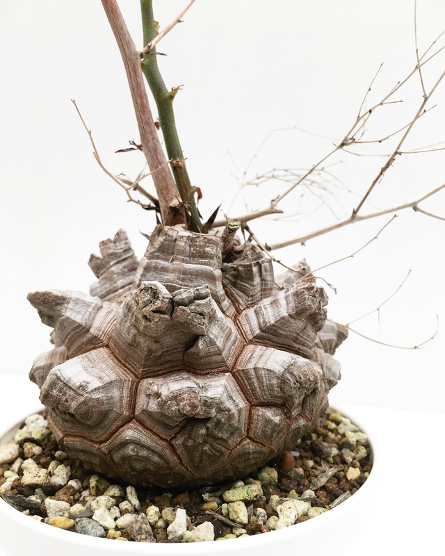 ディオスコレア 亀甲竜 Dioscorea Elephantipes 1700 Spg For Sale