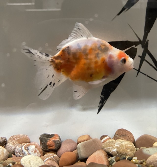 獅頭型 ライオンヘッド型 金魚宝房