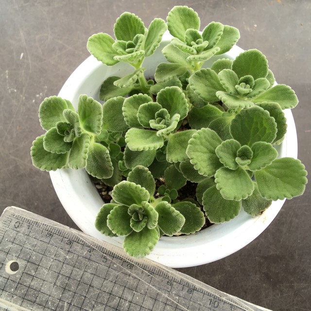 アロマティカス 4 5寸 Rupo 多肉植物専門店