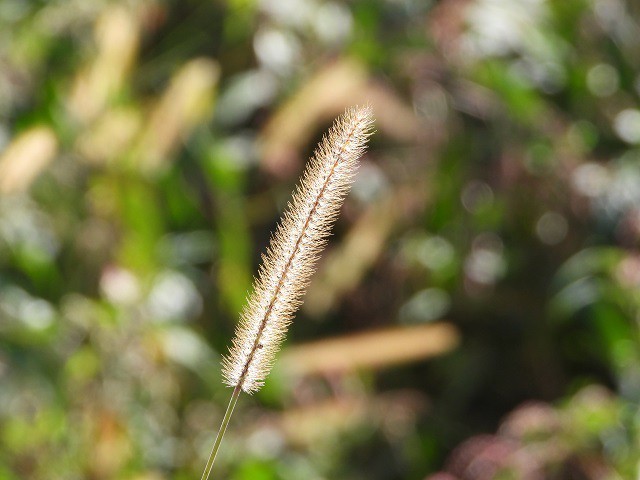 猫じゃらしの写真 写真屋 ６ 植物