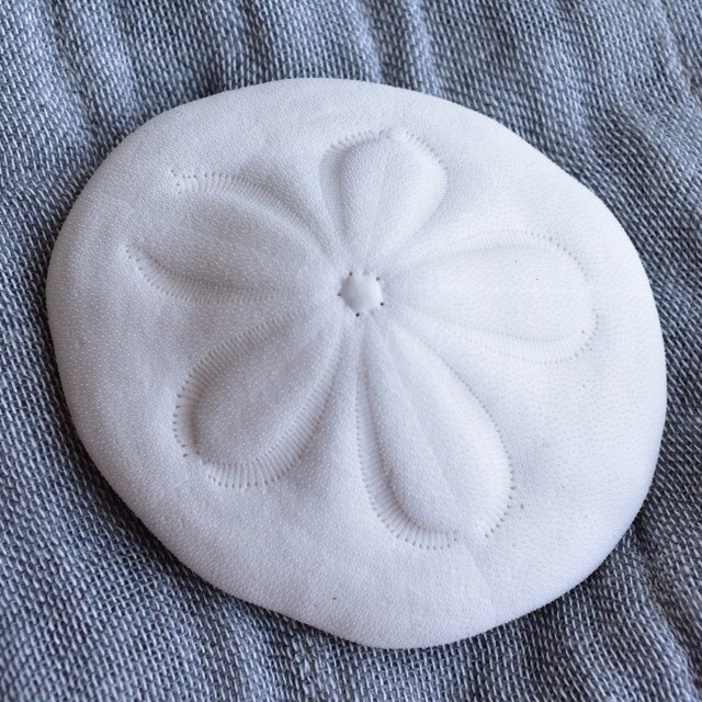 タコノマクラ ナチュラルブロダクツ Old School