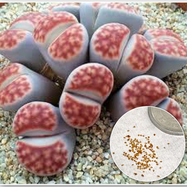 種子10粒 リトープス トップレッド レッドトップ メセン 多肉植物 育て方説明書付き たにくほんぽ