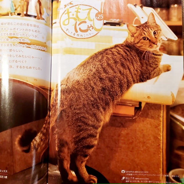 猫tシャツ 11周年 おもてにゃしかもめtシャツ スミ Moris Web Shop