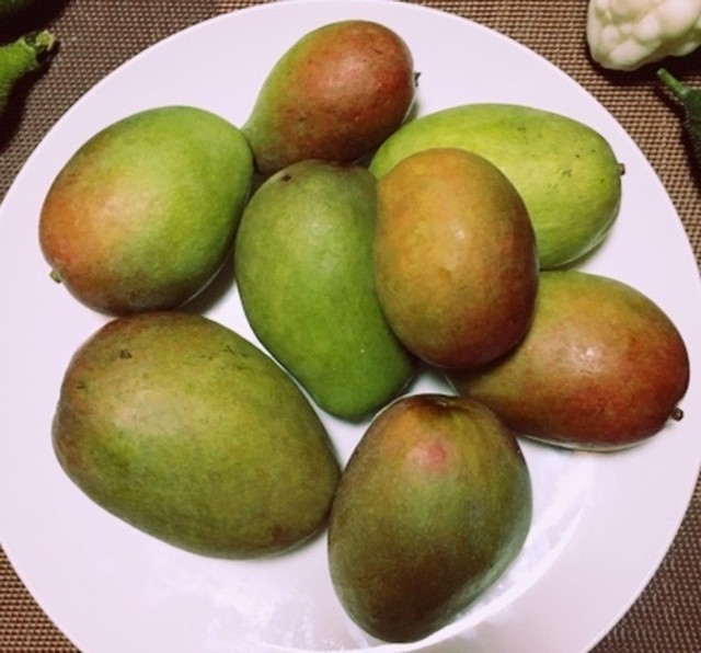 サラダ ピクルスにも 沖縄産マンゴー摘果マンゴー５kgサラダやピクルスに Adan Okinawa アダン沖縄 Base店 熱帯フルーツ 島野菜 沖縄特産品 ちょっとお取り寄せ