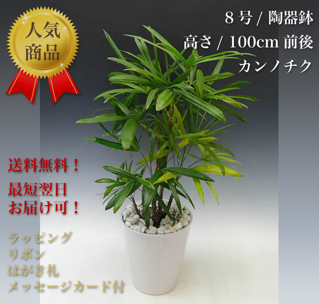 観葉植物8号 陶器鉢 カンノチク ビジネス胡蝶蘭専門店 美花