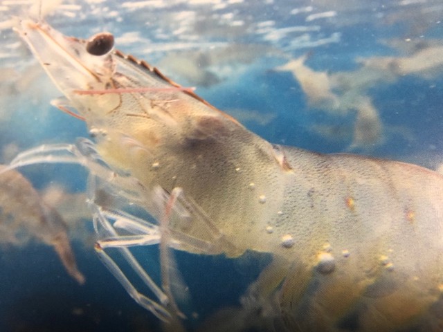 白姫えび バナメイ海老 刺身用 鹿児島県産 養殖 500g 尾 23尾 海水 国内養殖 海水養殖で 甘味 旨味 の強い海老に仕上げました 冷凍便 うまいもの市場