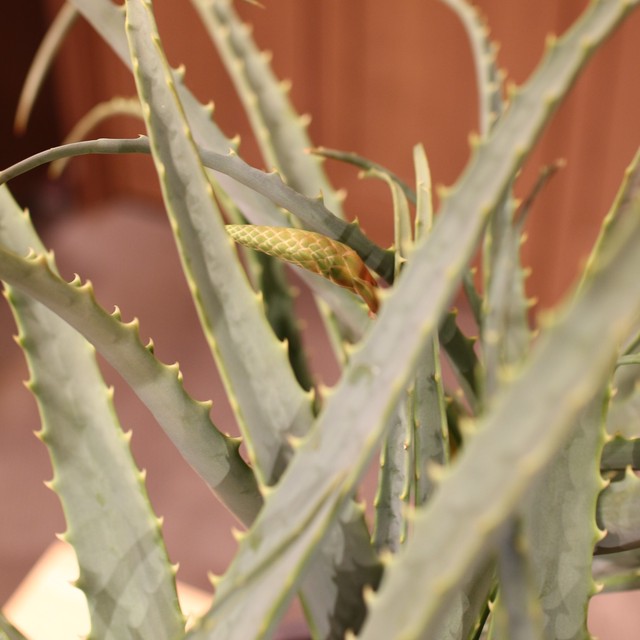 観葉植物 キダチアロエ 器付き 医者いらず 花 観葉植物 Flower Shop Tokue