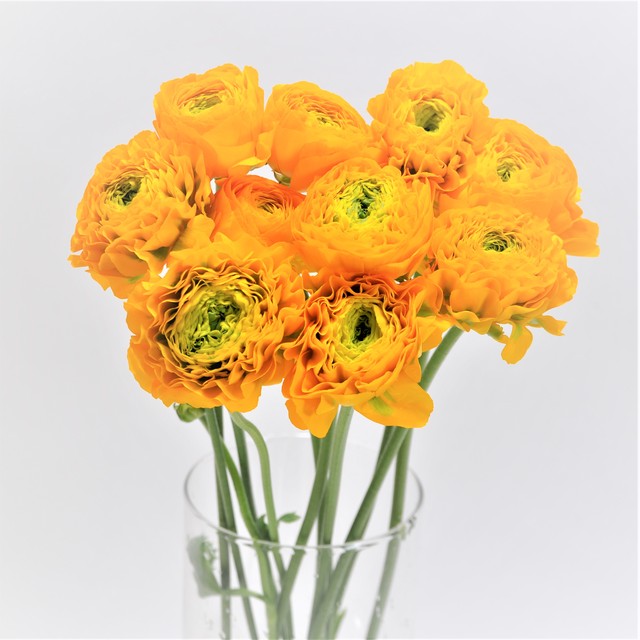 ラナンキュラス 10本 ポンポン イエロー 青木園芸 よいはな Yoihana 最高品質のお花をお届けするネット通販