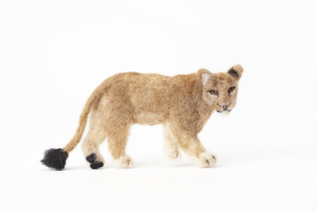メスライオン Urban Safari