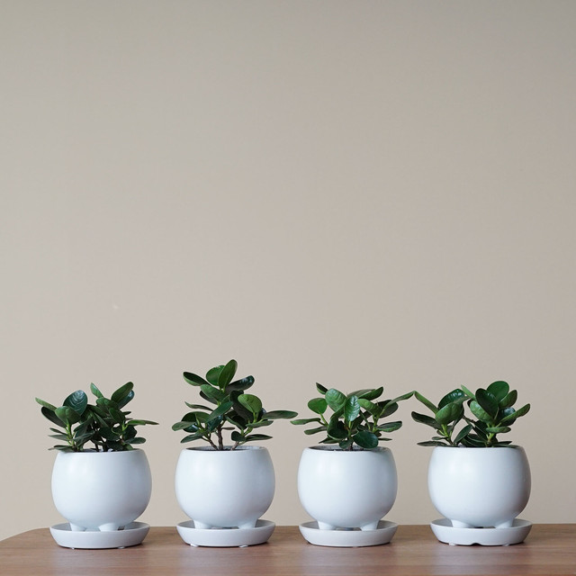 パンダガジュマル S Ayanas アヤナス 観葉植物のセレクトショップ 通販