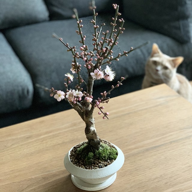 梅 紅冬至 Mini Bonsai Life