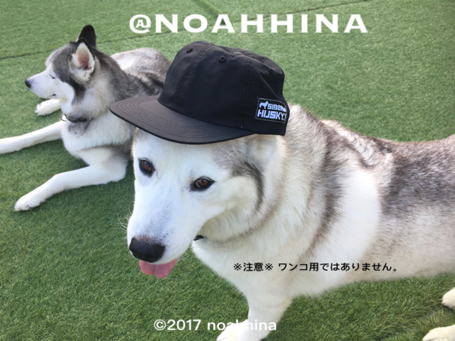 ナイロンキャップ007 シベリアンハスキー Noahhina Siberian Husky S Noahhina