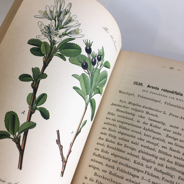 Ernst Hallier ドイツの植物図鑑 Vol 25 カラープレート116枚 1800年後半 クロモリトグラフ べるりんのーと