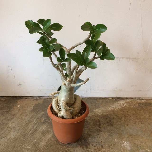 Adenium Arabicum 砂漠の薔薇 Safsaf By Helden