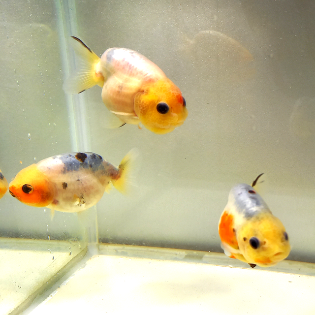 値下げしました 江戸錦 2歳魚 金魚屋 Mee