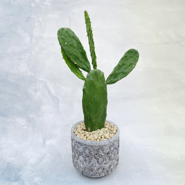 送料込 観葉植物 ウチワサボテン 5号 陶器鉢 インテリア 卓上 Florist Lulu Flower ルルフラワー オンラインストア