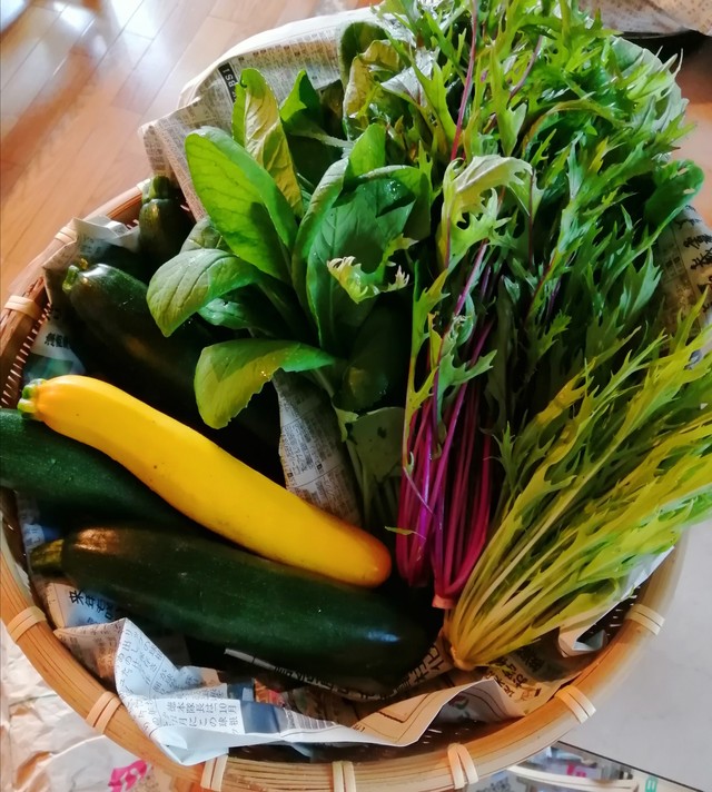 農家直送 ハーブ 野菜セット 栽培期間中 農薬 化学肥料不使用 農の家 雨宿り