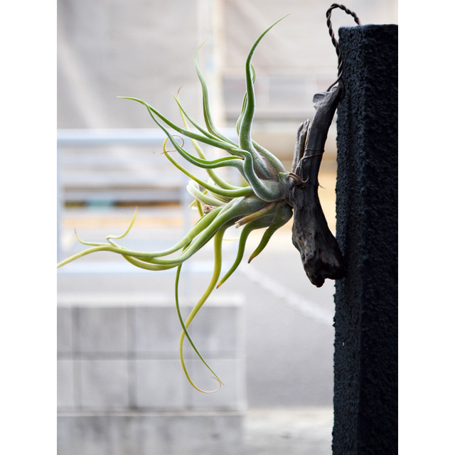 エアープランツ カプトメドゥーサエ 流木付け クランプ Mサイズ ティランジア チランジア カプトメドゥーサ No 0084 プランツ グラフィカ エアープランツ 植物となにか