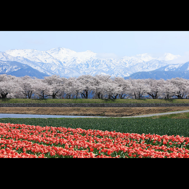 半切プリント額装品 富山県舟川べり桜並木 北アルプスと桜 Mika Oizumi Photo Works