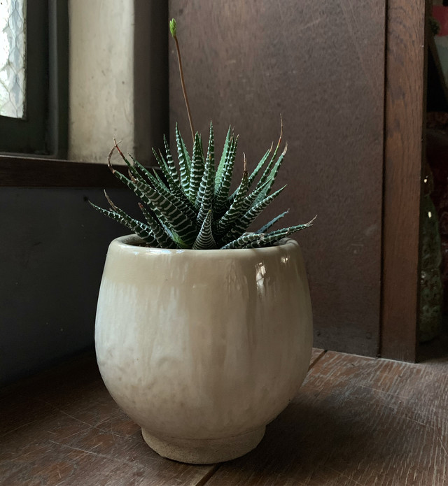 ハオルチア 十二の巻 陶器鉢アイボリー ボタニカルショップ Atelier Ressources