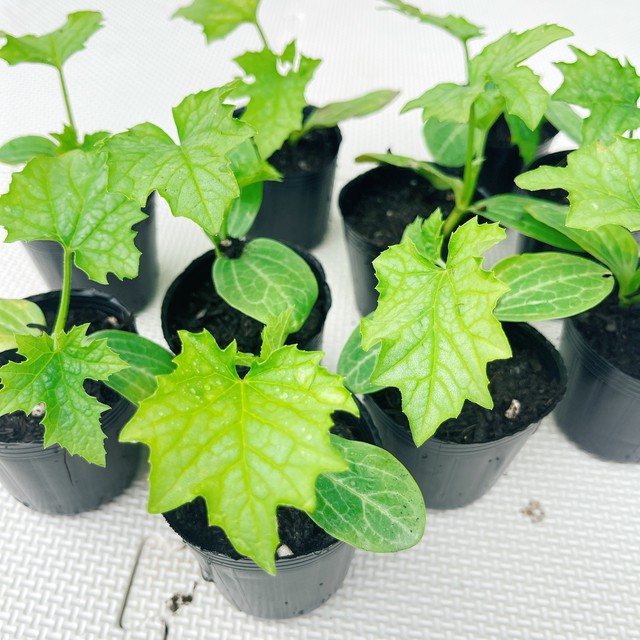 ヘチマ へちま 苗 2鉢 太ヘチマ 香り屋