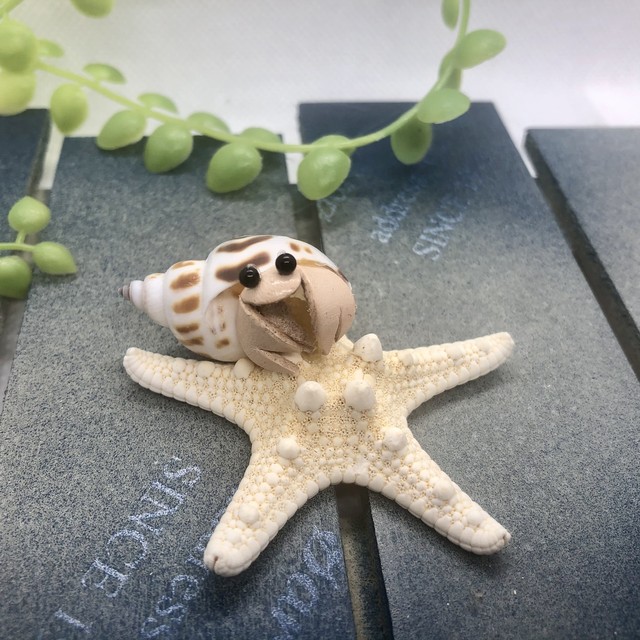 やどかり君sサイズ ヒトデの上からこんんちは Rikoyu やどかりウェディング 貝殻と革の小物 りこゆ