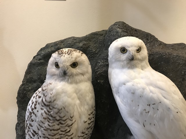 動物の気持ちチャネリングメッセージ60分 幸せになるenergypointamoru