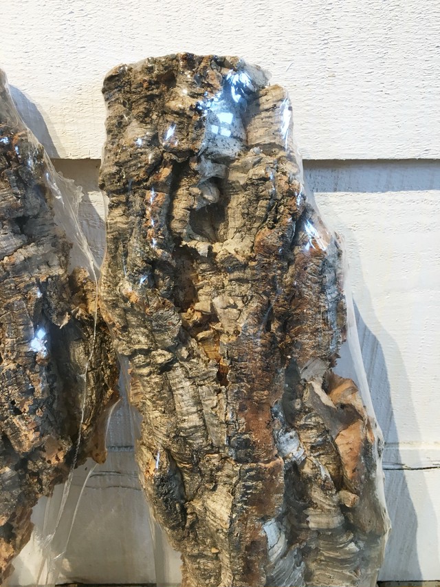 バージンコルク Botanical56