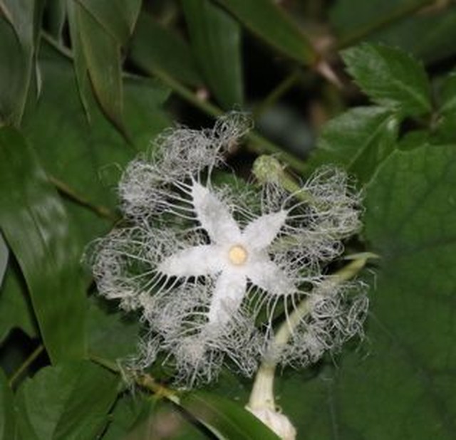 縁起のよいカラスウリの種７粒 グリーンカーテン 創作活動 Zeronou Farm