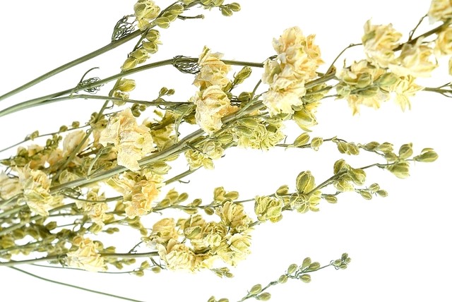 デルフィニューム 白 大地農園 ドライフラワー ハーバリウム アトリエ明日音 アトリエ明日音 名古屋花材問屋 プリザーブドフラワー ドライフラワー ハーバリウム花材 資材