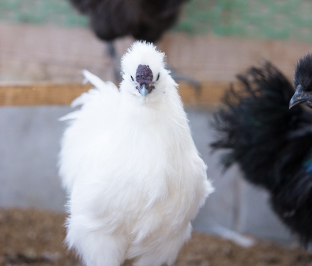 ご家庭用 烏骨鶏の平飼いたまご10個 送料無料 蓮ヶ峯農場