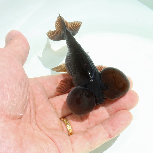 東錦 あずまにしき 1尾 金魚 アクアトレンディ 東錦 あずまにしき 1尾 金魚 アクアトレンディ