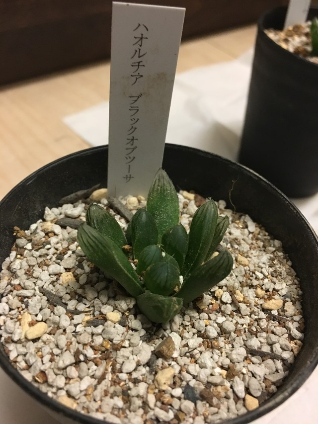 ハオルチア ブラックオブツーサ Greenluck