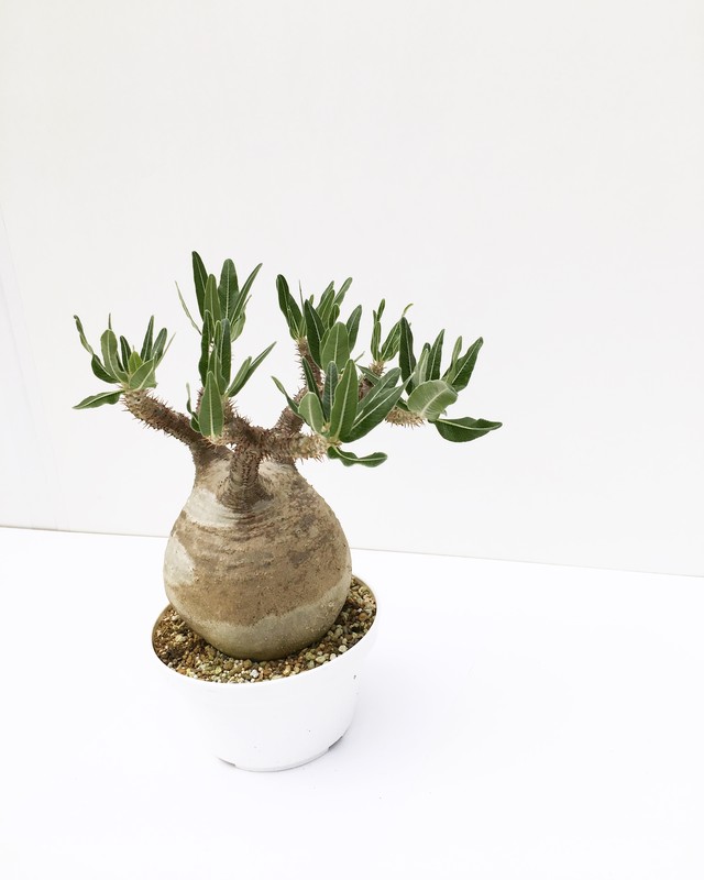 パキポディウム グラキリス Pachypodium Rosulatum Var Gracilis Spg For Sale