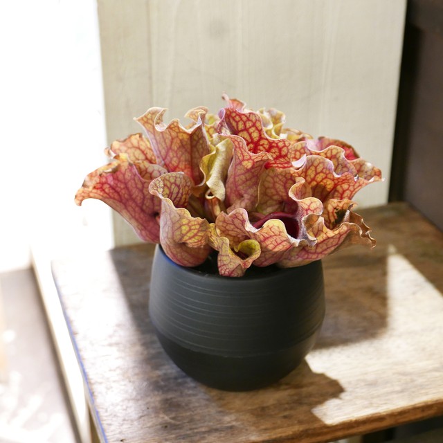 サラセニア プルプレア Neo Green