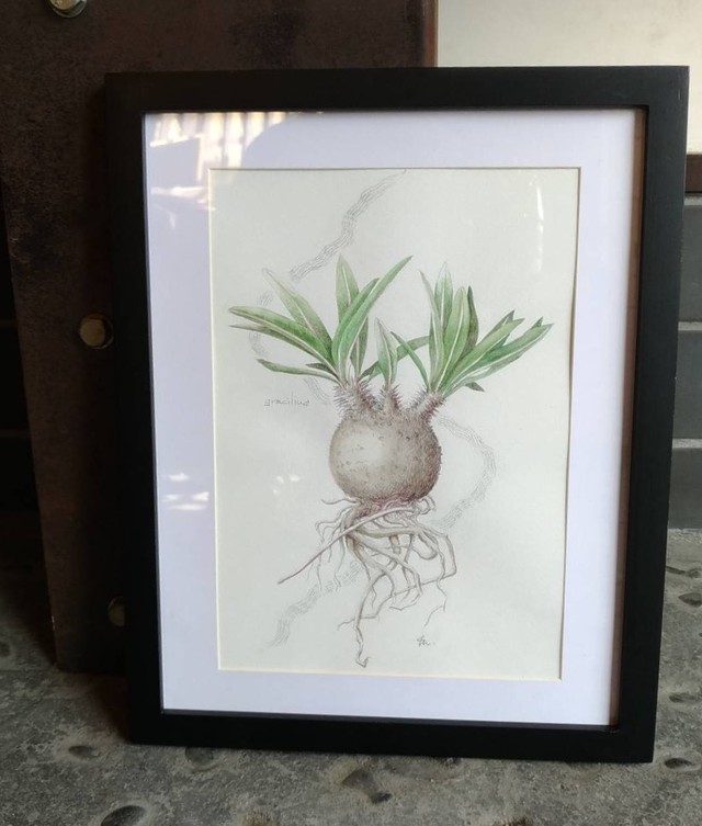 パキポディウム グラキリス 植物画 原画 額入り Pachypodium Gracilius Mayco S Succulent Art Box