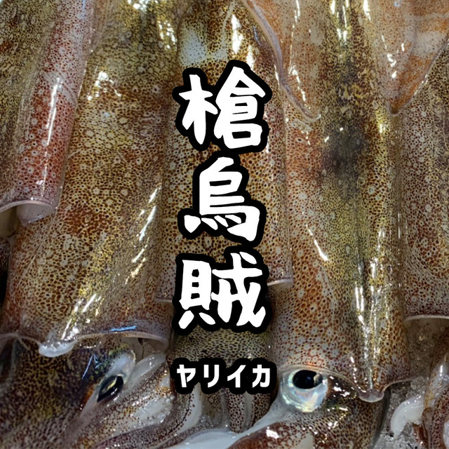 寿都産 活ヤリイカ(5ハイセット)
