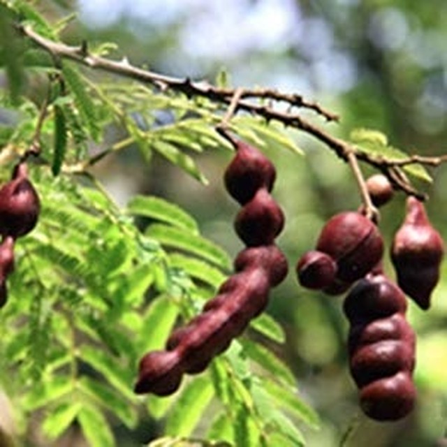 アーユルヴェーダ伝承 天然リキッドハーブシャンプー 400ml アムラ シカカイ ヘナ配合 ぶなの森