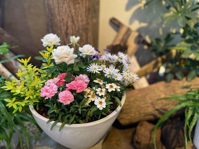 寄せ植え 白花と桃色カーネーションの母の日寄せ植え Ikujyuen